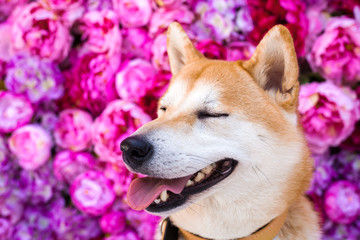 dog with an expression of pleasure, bliss on the face on a background of pink flowers