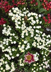 Tulip and daisy flowers