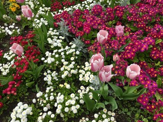 Tulips, primulas and daisy flowers