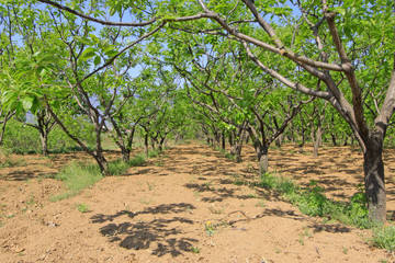 pieces of chestnut trees in a forest