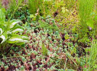 small alpine slide with growing plants