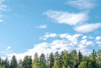 Blue sky with cirrus clouds in the forest
