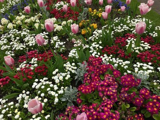 Fototapeta na wymiar Tulips, primulas and daisy flowers