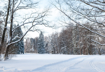 Winter landscape - glade in a winter park. Sunny winter day