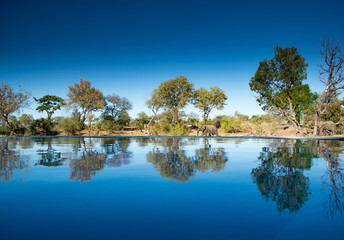 Fototapeta na wymiar African elephant (Loxodonta africana) walking across landscape and reflected in a pool on a sunny day