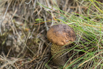 Mushroom boletus growing among the grass