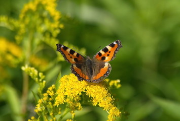 Little tortoiseshell butterfly on yellow flowers. Aglais urticae.