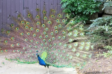 Peacock with spread wings