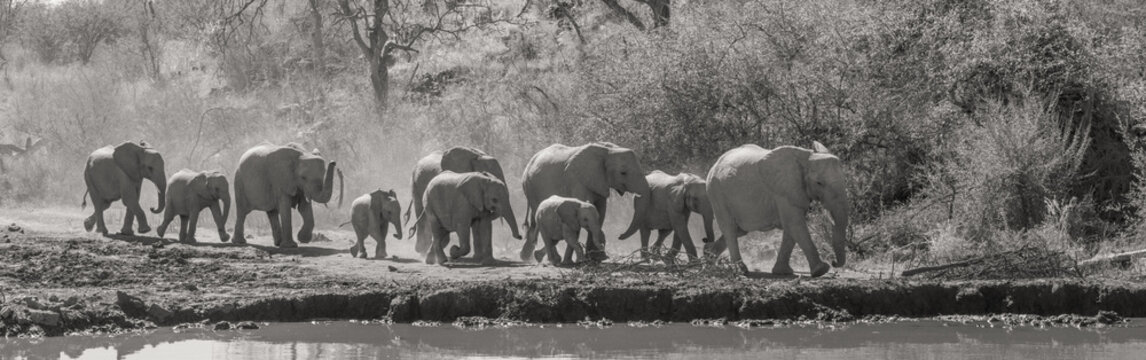 African elephant (Loxodonta africana) herd at a waterhole in Africa. Monochrome image