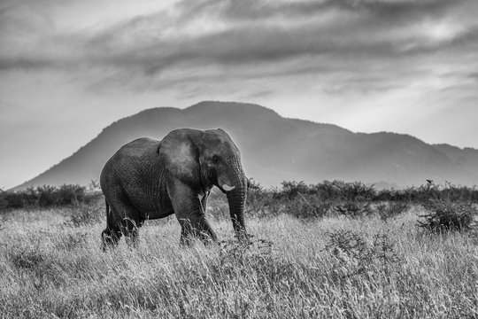 African elephant bull (Loxodonta africana) walking in front of mountain . Monochrome image