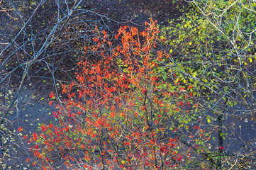 yellow autumn trees in evening sunlight, autumn landscape