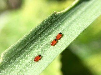 Scarlet lily beetle on a fritillary leaf with larvae