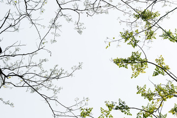 branch and leaf tree on white background