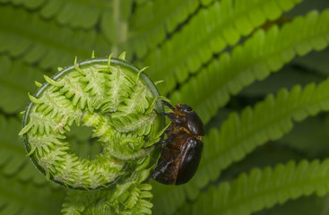 The beetle is climbing on a fern leaf