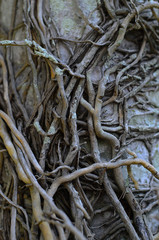 roots of tree