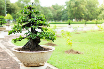 Bonsai tree in the garden, image use for planted to decorate.