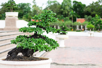 Bonsai tree in the garden, image use for planted to decorate.