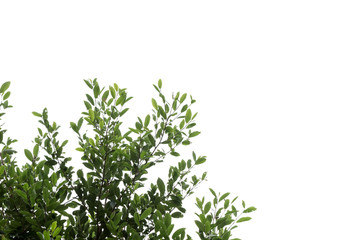 Obraz premium tree branch and green leaf silhouette photography , white background