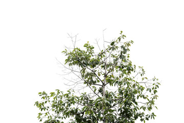 Obraz premium tree branch and green leaf silhouette photography , white background