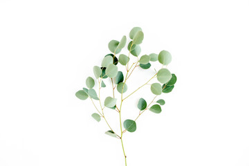 green branch eucalyptus populus on white background. flat lay, top view