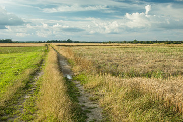 Dirt road through fields and meadows, white clouds in the sky