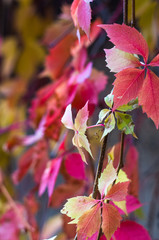 bright red autumn leaves of wild grapes
