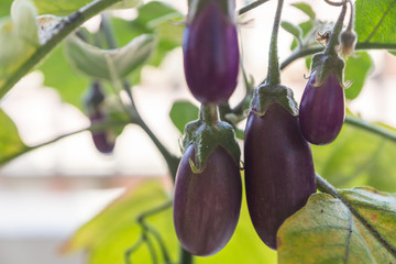 Shiny organic purple eggplants of dwarf heirloom variety Slim Jim from Italy, edible fruits of Aubergine plant growing in a pot on balcony as a part of urban gardening project on a sunny summer