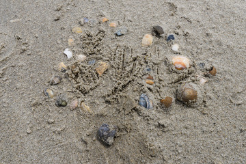 shells on the beach