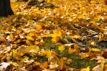 autumn leaves in green grass, autumn landscape