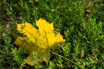 autumn leaves in green grass, autumn landscape
