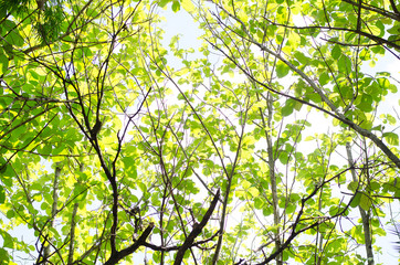 The nature of beautiful trees