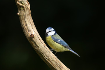 Blaumeise im Profil