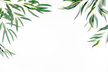 frame of green branches, eucalyptus leaves nicoli on a white background. flat layout, top view