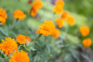 marigold in the garden