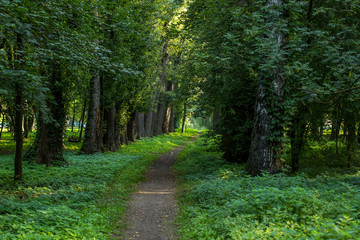 fairy tale forest scenery alley way place in outdoor park natural landscape environment with trail for walking between trees and sun rays