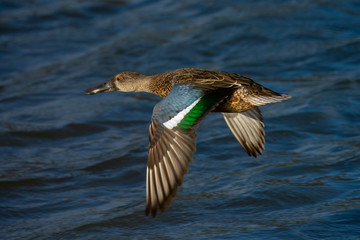 Obraz premium Northern Shoveler, flying in beautiful light in North California
