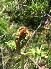 Fern plant starting to grow on moorland