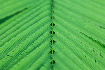 leaves pattern close up
