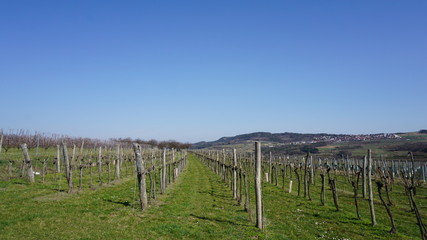Wachau Donau Niederösterreich Österreich Marillen und Wein