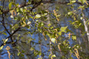 green leaves of a tree in spring