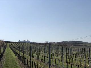 Fototapeta na wymiar Wachau Donau Niederösterreich Österreich Marillen und Wein