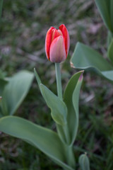 red tulip