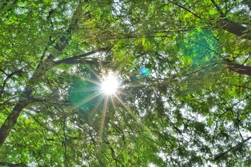 Obraz premium The sun shines through the tamarind tree.