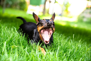 Im Garten sind die Haustiere los