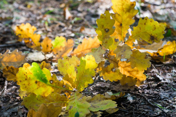 yellow fallen autumn oak leaves macro