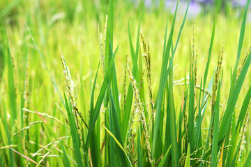 green rice meadow