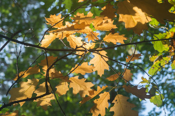 orange oak fall leaves on twig