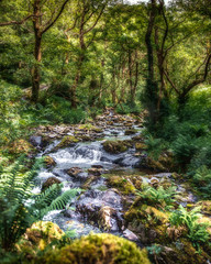 Obraz premium Mountain river in the forest