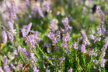 heather flowers macro