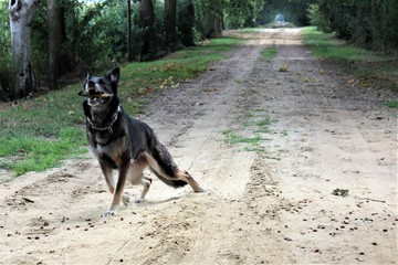 Schäferhund